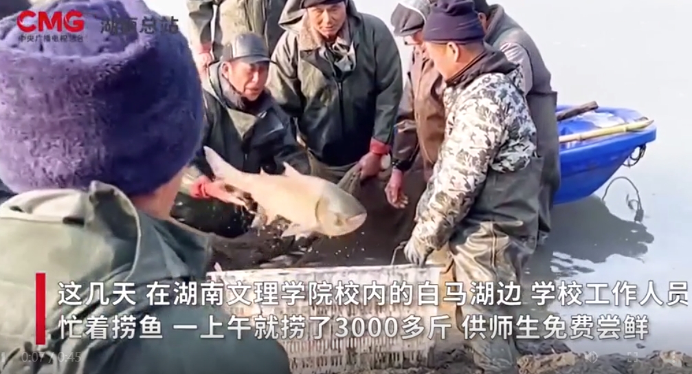 高校内湖捞3000斤鱼直送食堂,画面曝光,网友:这鱼真大!